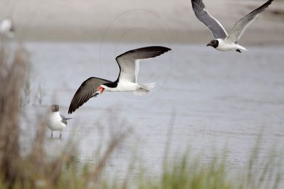 _MG_9973 Laughing Gull pirating Black Skimmer.jpg