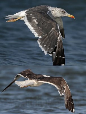 Lesser Black-backed Gull molt wing 21 days.jpg