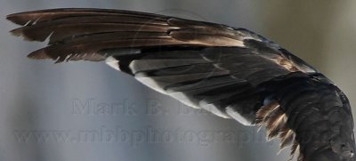 _MG_1956 Lesser Black-backed Gull left handwing.jpg