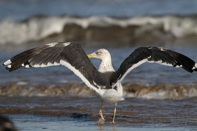 _MG_2080 Lesser Black-backed Gull.jpg