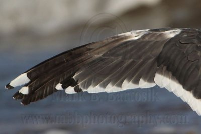 _MG_2080crop Lesser Black-backed Gull.jpg