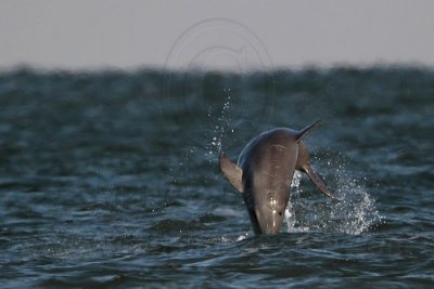Bottlenose Dolphin jumping