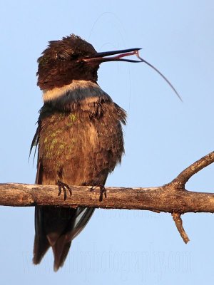 Ruby-throated Hummingbird stretching tongue and bill
