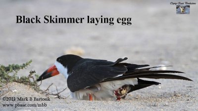 Black Skimmer laying egg.jpg