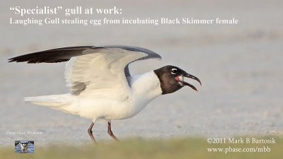 Specialist Laughing Gull stealing Black Skimmer egg.jpg