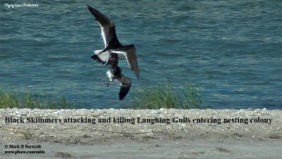 Black Skimmers killing Laughing Gulls.jpg