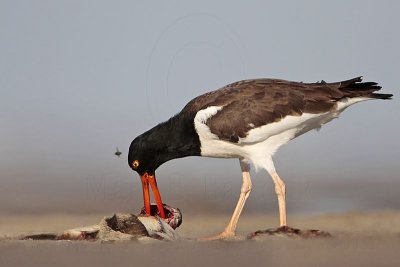 _MG_0391 American Oystercatcher.jpg