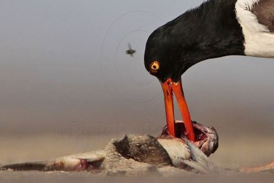 American Oystercatcher joining flies to dine on dead fish