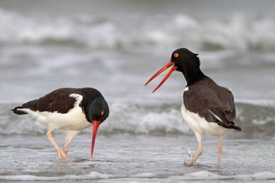 _MG_3041 American Oystercatcher.jpg