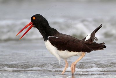 _MG_3053 American Oystercatcher.jpg