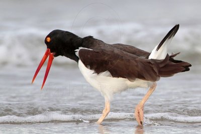 _MG_3054 American Oystercatcher.jpg