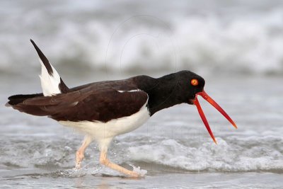 American Oystercatcher - agitated pair - Cocked-tail Display