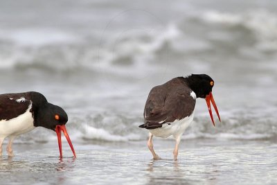 _MG_3077 American Oystercatcher.jpg