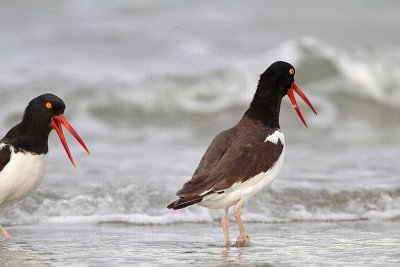 _MG_3079 American Oystercatcher.jpg