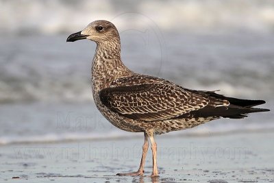 Lesser Black-backed Gull juveniles - Upper Texas Coast - November 2011