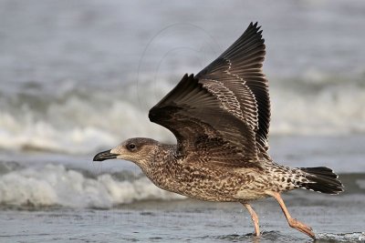 _MG_4734 Lesser Black-backed Gull 1cy Nov09.jpg