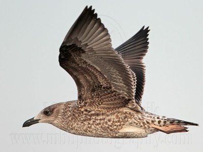 _MG_4742 Lesser Black-backed Gull 1cy Nov09.jpg