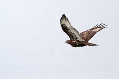 _MG_8536 Harlan's Hawk.jpg