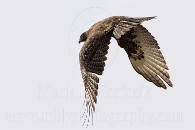 _MG_8553 Harlan's Hawk.jpg