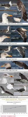 Lesser Black-backed Gull molt - PMS data 2011-12