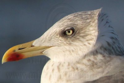 Lesser Black-backed Gull  - adult head and neck feathers