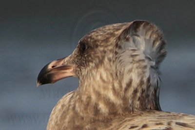 _MG_5906 American Herring Gull.jpg