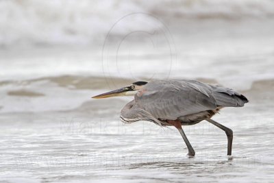 _MG_8221 Great Blue Heron.jpg