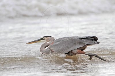 _MG_8287 Great Blue Heron.jpg