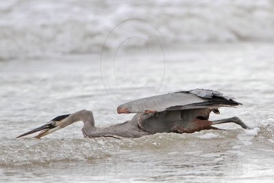 _MG_8288 Great Blue Heron.jpg