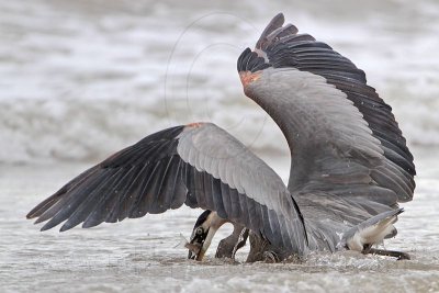 _MG_8292 Great Blue Heron.jpg