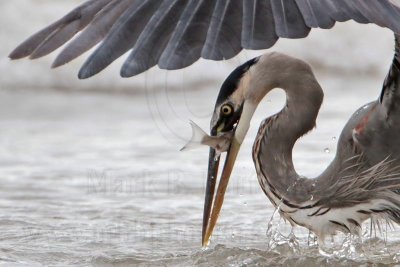Great Blue Heron catching mullets - surf zone - Quintana November 19, 2011