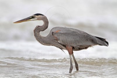 _MG_8481 Great Blue Heron.jpg