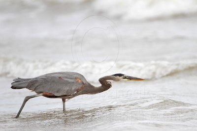 _MG_8576 Great Blue Heron.jpg