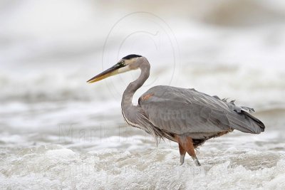 _MG_8604 Great Blue Heron.jpg