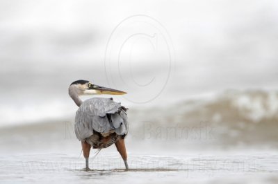 _MG_8630 Great Blue Heron.jpg