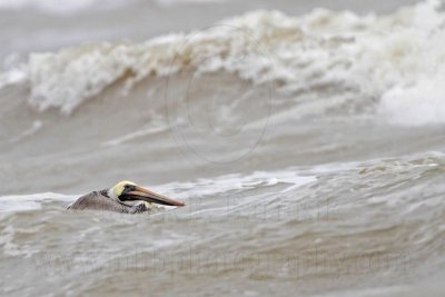 _MG_8739 Brown Pelican.jpg