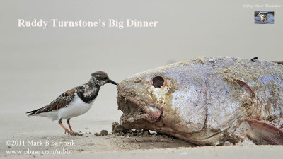Ruddy Turnstone’s Big Dinner.jpg