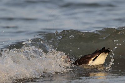 _MG_5282 American Oystercatcher.jpg