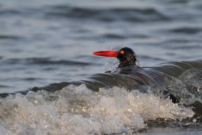 American Oystercatcher - bathing - diving into a wave