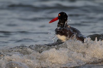 _MG_5284 American Oystercatcher.jpg