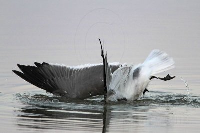 _MG_1662 800.jpg