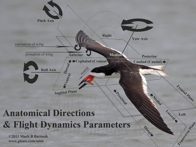 Black Skimmer - Anatomical Directions and Flight Dynamics Parameters.jpg