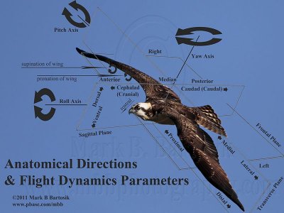 Anatomical Directions & Flight Dynamics Parameters