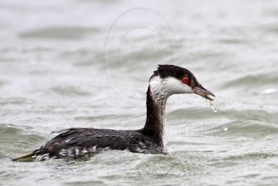 _MG_3665 Horned Grebe.jpg