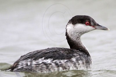 _MG_3969 Horned Grebe.jpg