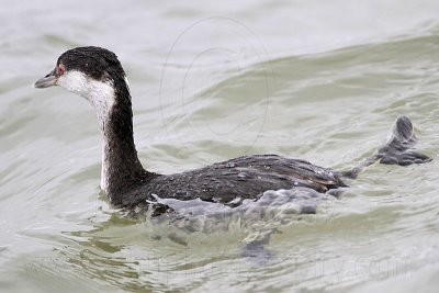 _MG_3998 Horned Grebe.jpg