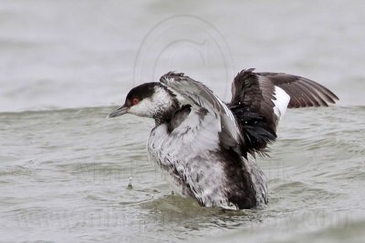 _MG_4045 Horned Grebe.jpg