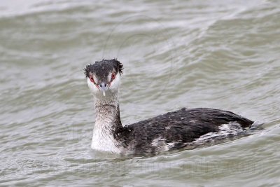 _MG_4237 Horned Grebe.jpg