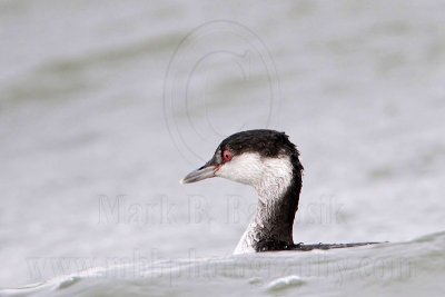 _MG_4243 Horned Grebe.jpg