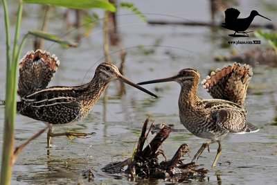 Wilson’s Snipe - Intraspecific Aggression  - Cocked Tail and Sparring Display